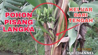 POHON PISANG UNIK BUAHNYA KELUAR DITENGAH BATANG