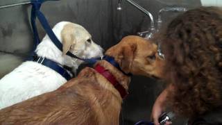 Petco pet bath.MP4