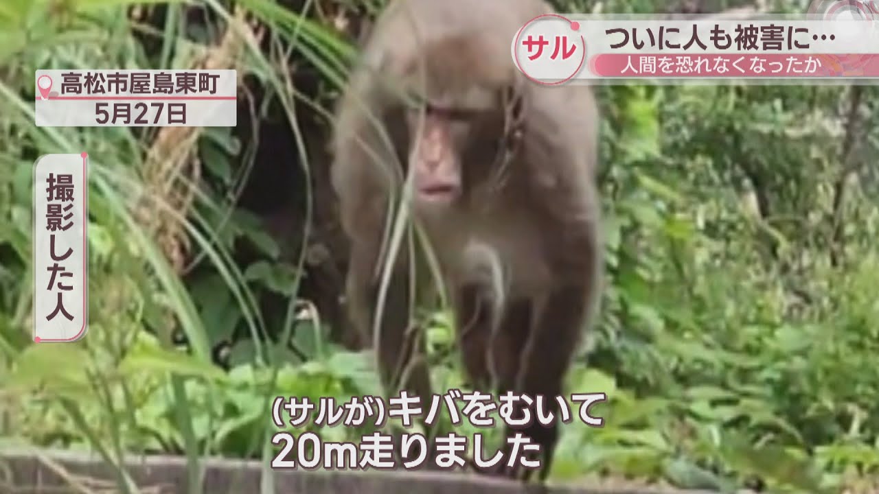 Why? Monkey attacks in Takamatsu City: target shifts from cats to