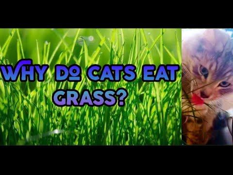 ვიდეო: რატომ ჭამენ კატები ბალახს?