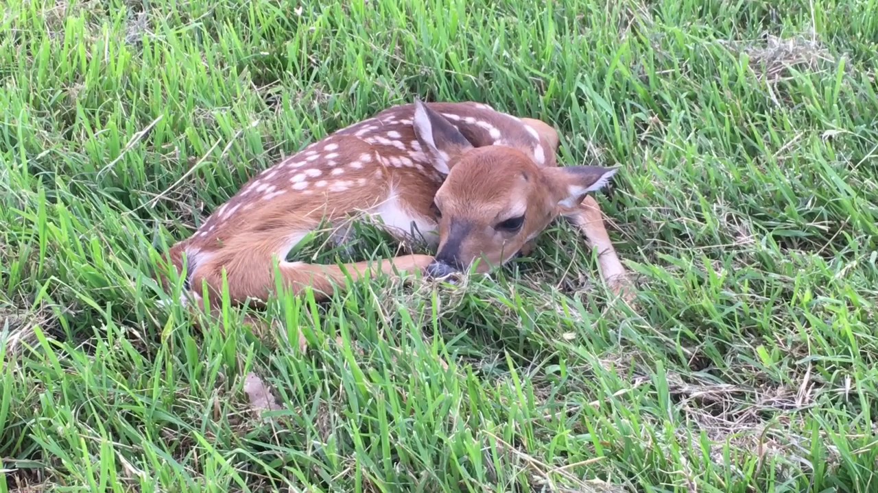 Baby deer at Dale Elliott Deer Pen in Heavener YouTube