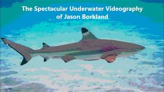 FRANK ZAPPA The Ocean is the Ultimate Solution BVI COSTA RICA CABO Underwater Marine SHARKS WHALES
