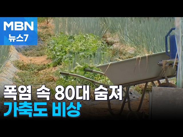 폭염 속 비닐하우스서 80대 숨져…가축도 비상 [MBN 뉴스7]