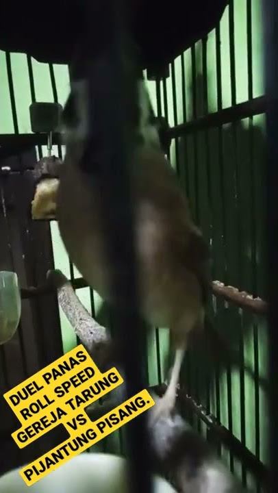 PANAS MEMBARA GEREJA TARUNG VS PIJANTUNG PISANG, ADU SUARA ROLL TEMBAK DURASI.