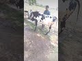 Shaidu Dani Bull Shaidu Dani Bull