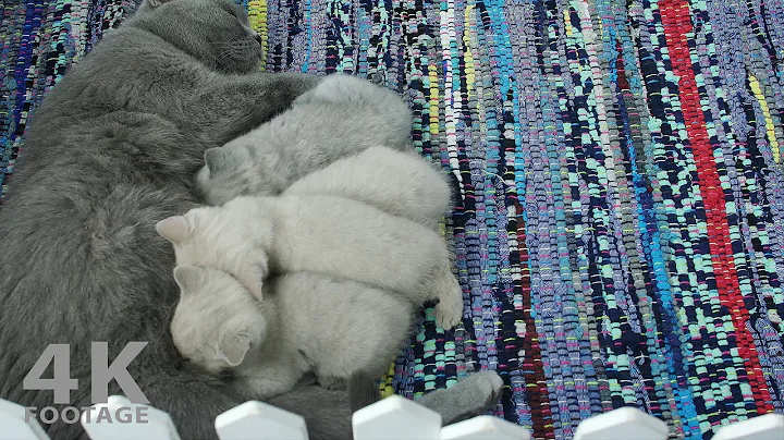 Video 11892951: british shorthair cat kitten, lilac british shorthair cat, british shorthair mother cat, british shorthair blue kitten, cat feeding kittens, mom feeding kittens, cat kitten white
