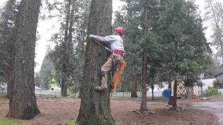 My first attempt at tree climbing with spurs