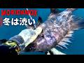 冬の魚突きは渋いんだな。