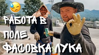 Видео КАК ФАСОВАТЬ ЛУК? РАБОТА В КОРЕЕ, В ПОЛЯХ [#5] (автор: На Память)
