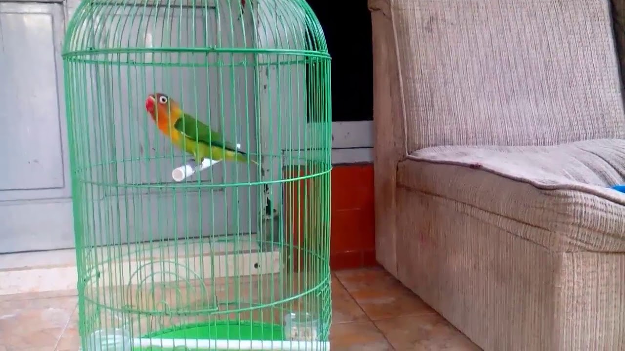 Love Bird 
