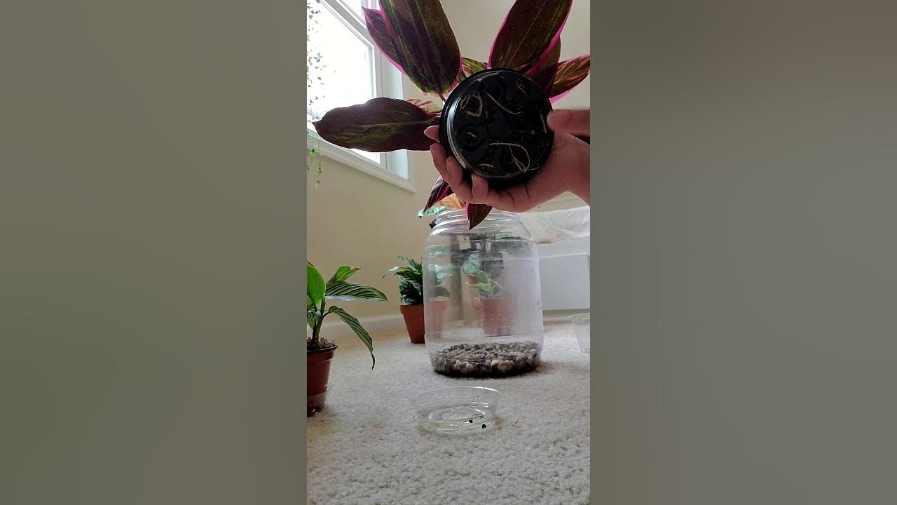 DIY Humidity Dome & watering method for House Plants - YouTube