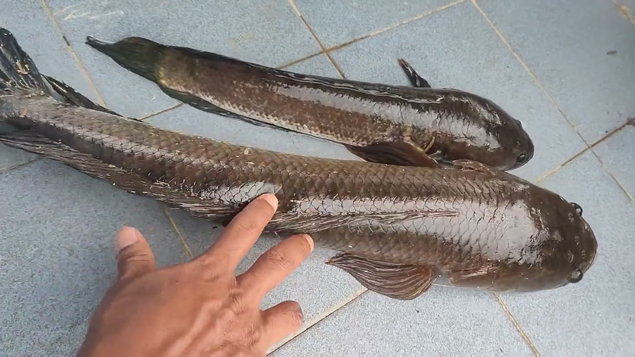 Ikan haruan tasik