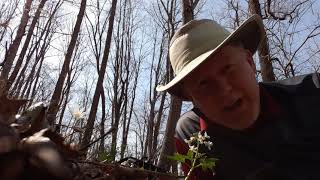 Cutleaf Toothwort (Dentaria laciniata)
