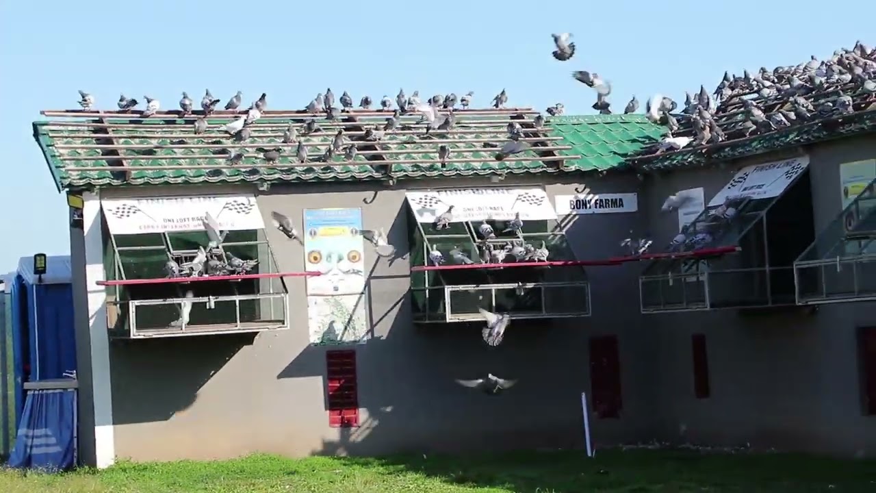 Câți porumbei am băgat la Columbodromul Internațional Derby Brașov? Sosiri antrenament 5 km