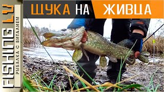 ЛОВЛЯ ЩУКИ на ЖИВЦА в ДЕКАБРЕ. Зимняя рыбалка на ЩУКУ | Līdaku cope ziemā