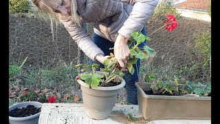 🍀 Tuto Nature du JHM : L'hivernage des géraniums