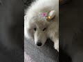 Differences Between A Male And Female Samoyed Part 2 Dog Fluffy