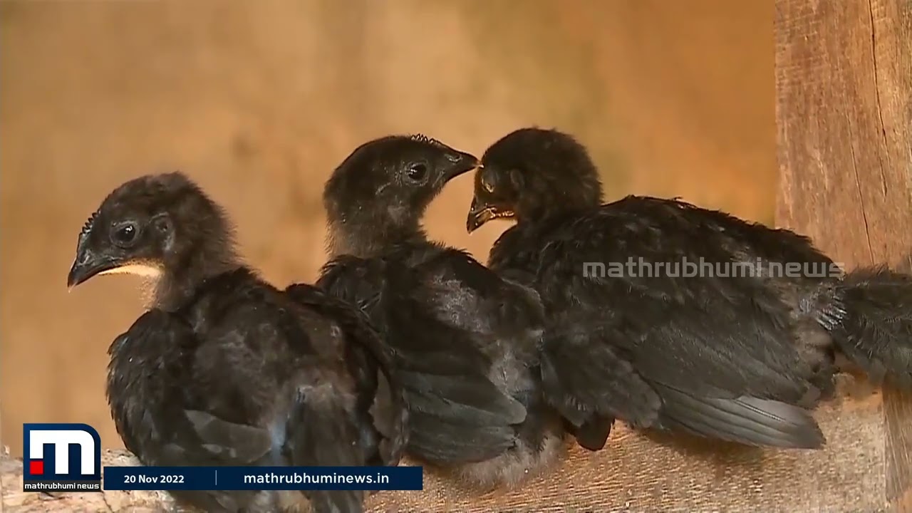 കരിങ്കോഴി കൃഷിയിൽ സ്പെഷ്യലിസ്റ്റാണ് വര്‍ഗീസേട്ടൻ !!| Mathrubhumi News