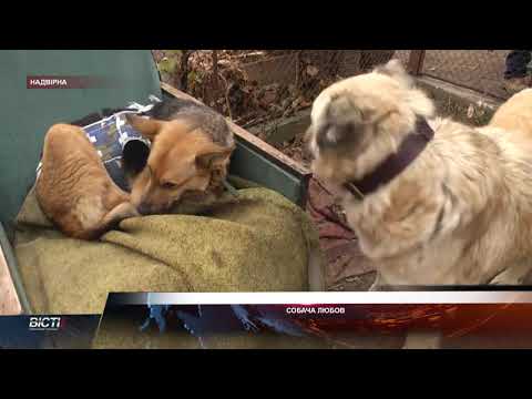 Собача вірність і любов існує: тварини із притулку не змогли розлучитися