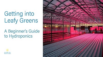 Getting Into Leafy Greens:  A Beginner