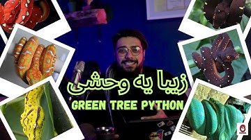 زیبا ترین مخلوق خداوند