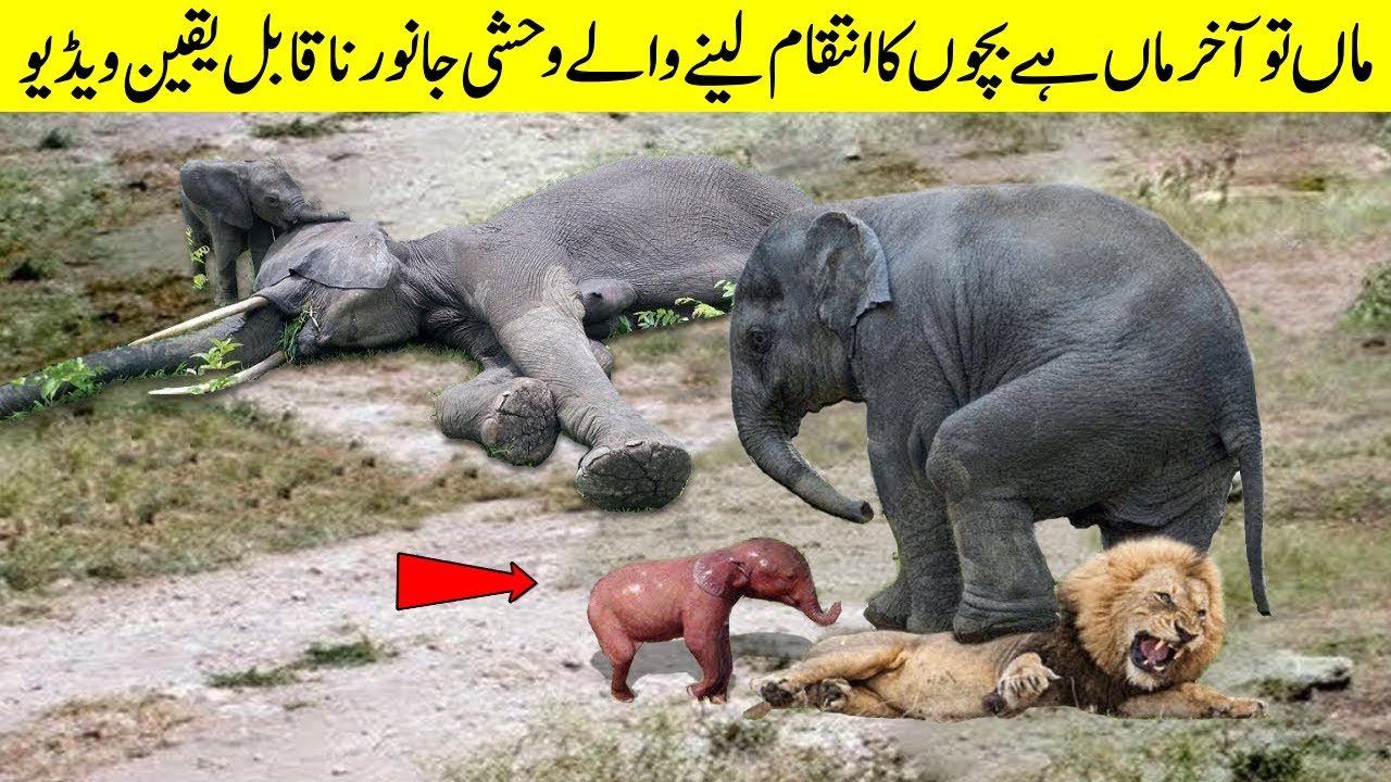 Most Protective Animal Moms In The World YouTube