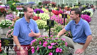 Spectra Interspecific New Guinea Impatiens at Mast Young Plants Summer Trials