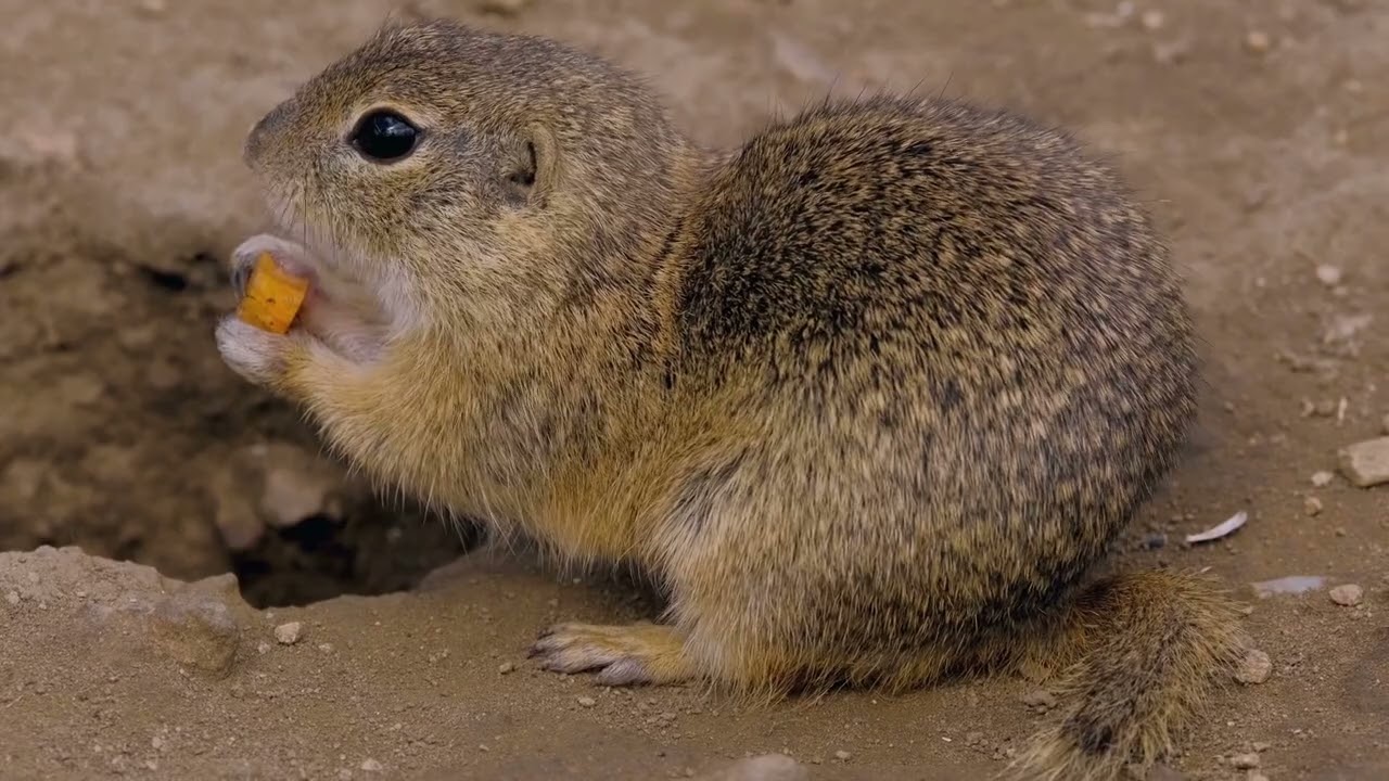 Marmot: The Whistling Guardian of the Mountains