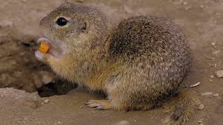 Marmot: The Whistling Guardian of the Mountains@doismarmotas #marmota #marmotte #marmot #marmots