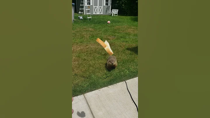 Charlie Brown, our woodchuck