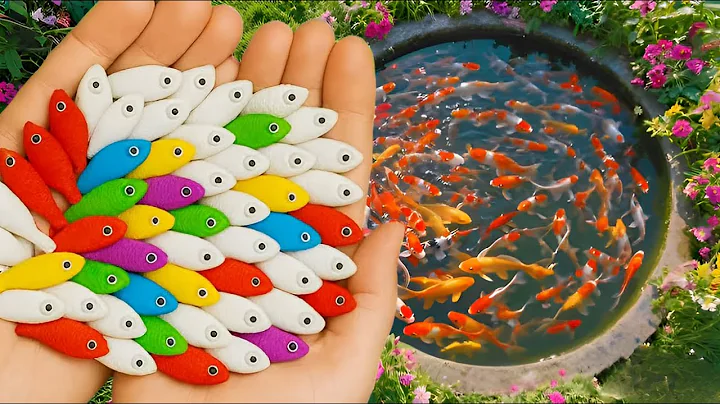 Video 9427811: siamese fighting fish