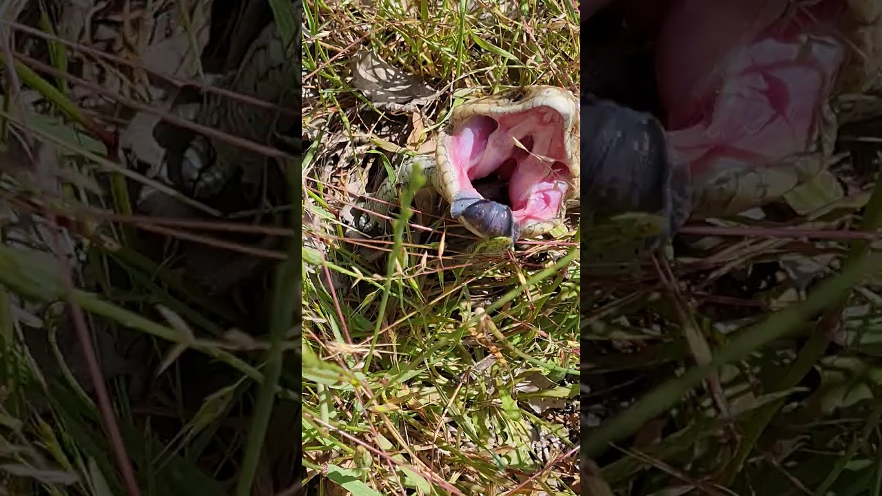 This is the threat display of the blue tongue lizard but they have no teeth just strong jaws.