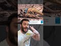 How did giant dinosaurs make love? #animals #dinosaur #mating #evolution #learning #science #ask