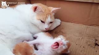 Mother Cat Nursing Her Kittens: Heartwarming Moments | streetcat diaries