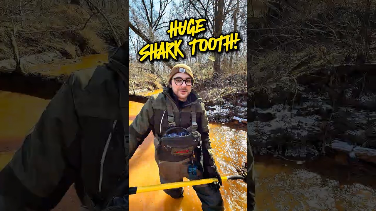 My BEST Shark Tooth From New Jersey!
