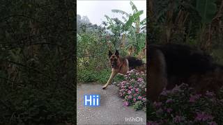 can I come play?🥺#shorts#germanshepherd