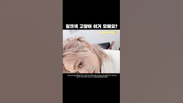 💓핑크고양이 용복이 등쟝🐱#용복이 #필릭스 #felix #straykids
