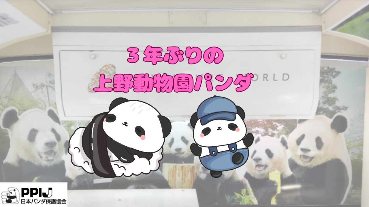 ３年ぶりの上野動物園ふたごパンダ