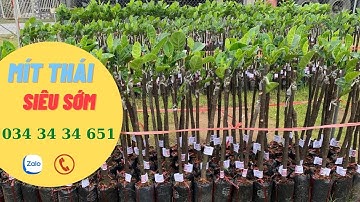 Giới thiệu giống cây mít thái siêu sớm| Tiên Garden| 0343434651