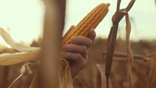 🌿 Manna – Himmelske Økologiske Råvarer | Ren Matglede fra Naturen 🌿 Manna – Himmelske Økologiske Råvarer | Ren Matglede fra Naturen