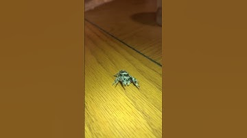 My jumping spider jumped in fear from a loud noise #jumping #jumpingspider #animals #adorable