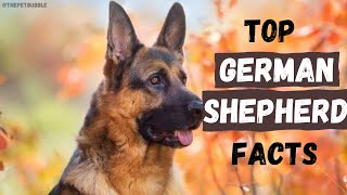 Facts about the German shepherd . Everything you need the know. #germanshepherd #dogs  #facts #pets