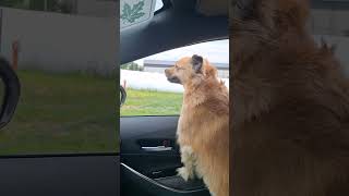 #funnycountry girl #pets #cute #funny #dog #pies #mongrel #kundel