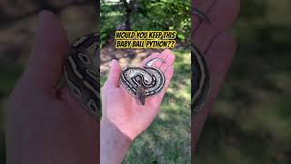 Would you KEEP this Baby Ball Python!?