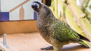 Are parrots naive realists? Kea behave as if the real and virtual worlds are continuous by Animal Minds 11,218 views 2 years ago 2 minutes, 23 seconds