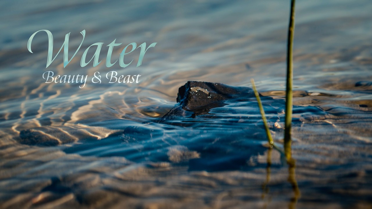 Water: Beauty and Beast | Documentary Short Film