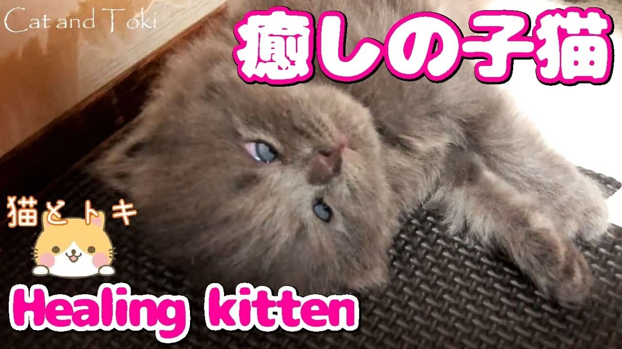 癒しのスコティッシュフォールド 面白い可愛い子猫動画 かわいいこねこのケンカ Youtube