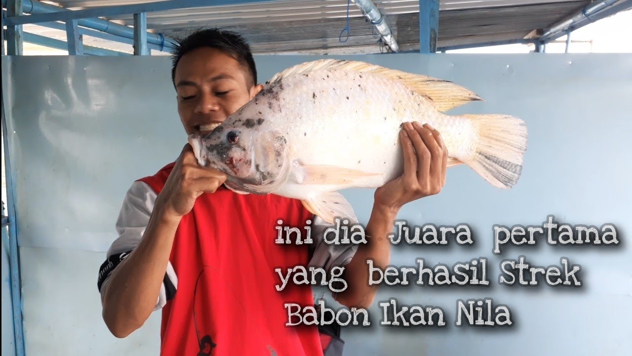 Lomba Mancing Waduk Wadaslintang juara 1 ikan nila babon