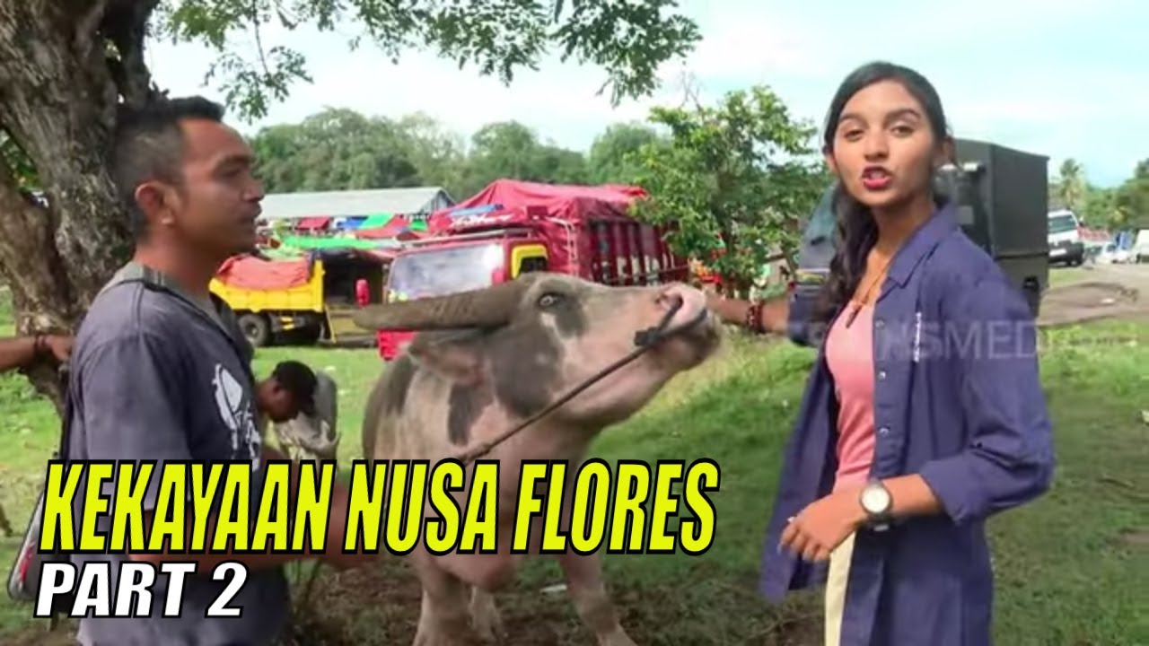 KEKAYAAN NUSA FLORES | JEJAK PETUALANG (21/03/23) Part 2