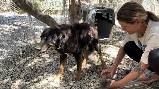 Rescued Dog Arxigos Loves Being Brushed